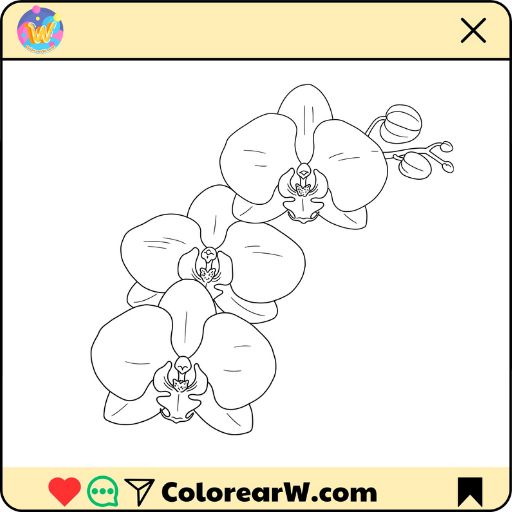 Orquídeas para colorear thumbnail