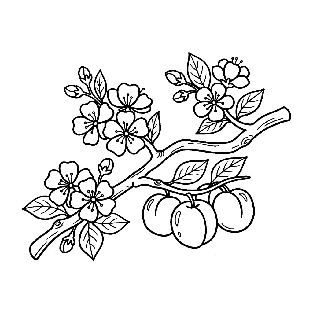 Albaricoque páginas para colorear para imprimir gratis