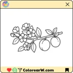 Albaricoque thumbnail