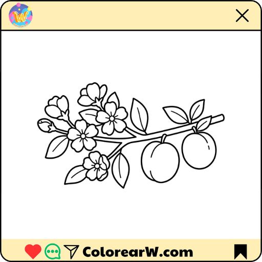 Albaricoque para colorear thumbnail