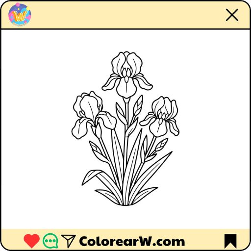 Iris para colorear thumbnail