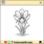 Azafrán Crocus thumbnail