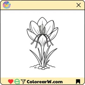 Azafrán Crocus 1 Azafrán Crocus thumbnail