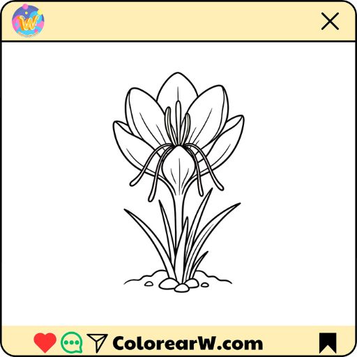 Azafrán Crocus para colorear thumbnail